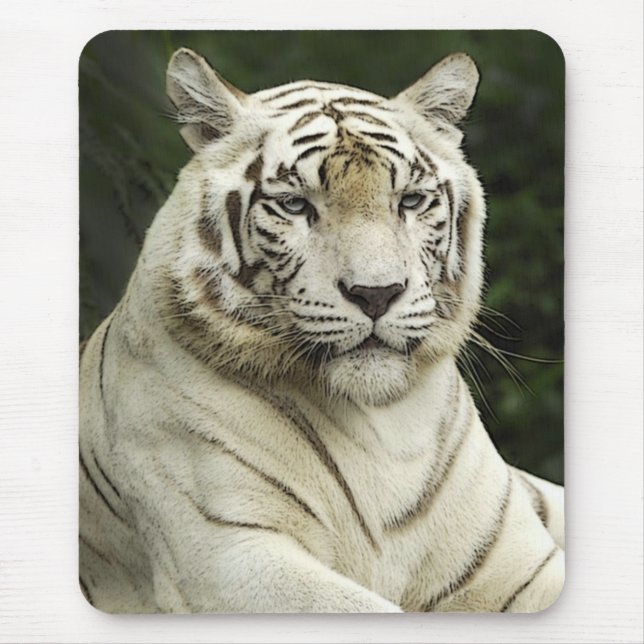 tiger musmatta (Framsidan)