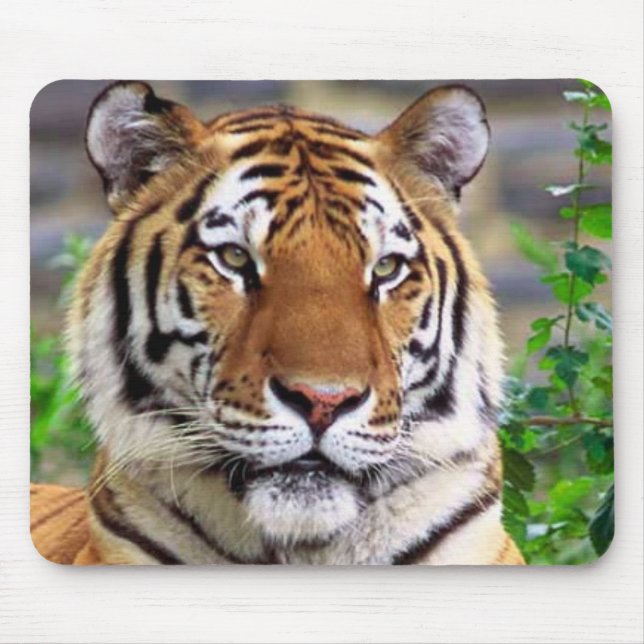 Tiger Musmatta (Framsidan)