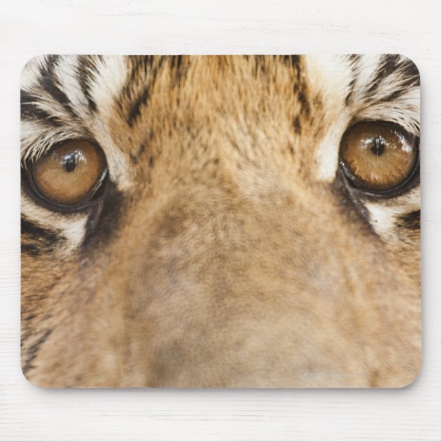 Tiger Musmatta (Framsidan)