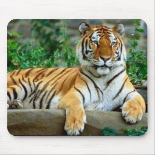 Tiger Musmatta