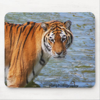 Tiger Musmatta