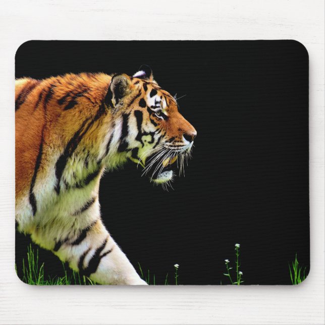 Tiger Musmatta (Framsidan)