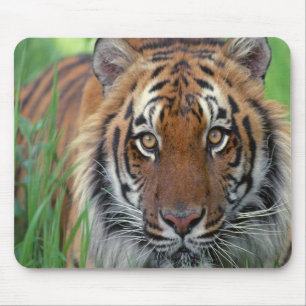 Tiger Musmatta
