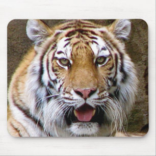 Tiger Musmatta
