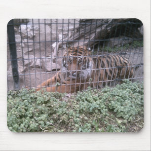 Tiger Musmatta