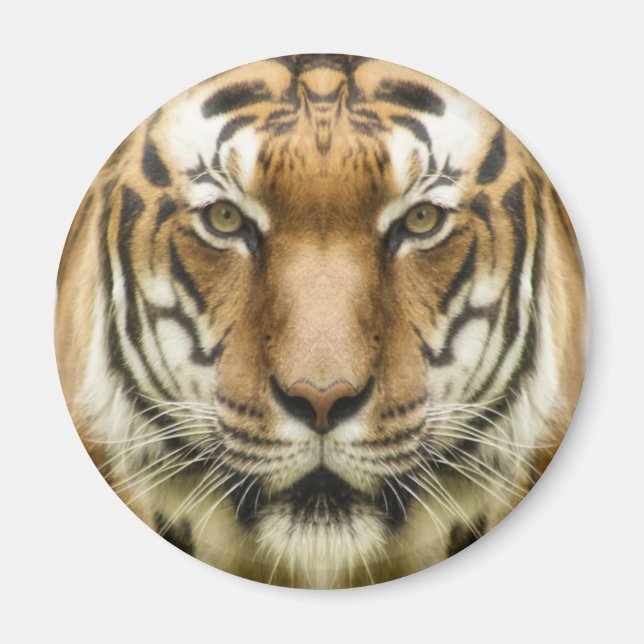 Tiger närbild magnet (Framsidan)