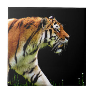 Tiger närmar sig Vild Animaliskt fotodiagram Kakelplatta