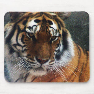 Tiger och mus… musmatta