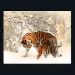 Tiger och unge i snö poster<br><div class="desc">Tiger och unge i snö poster</div>
