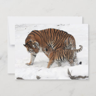 Tiger och Unge i Snö Vykort