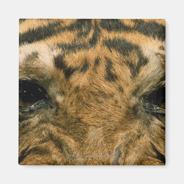 Tiger öga magnet (Framsidan)