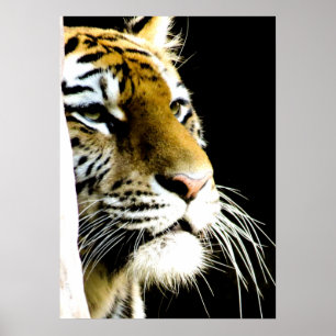 Tiger Öga Poster