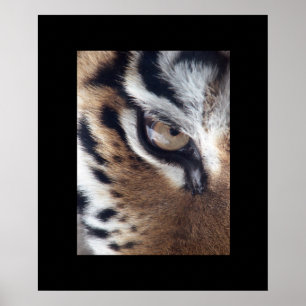 Tiger Öga Poster