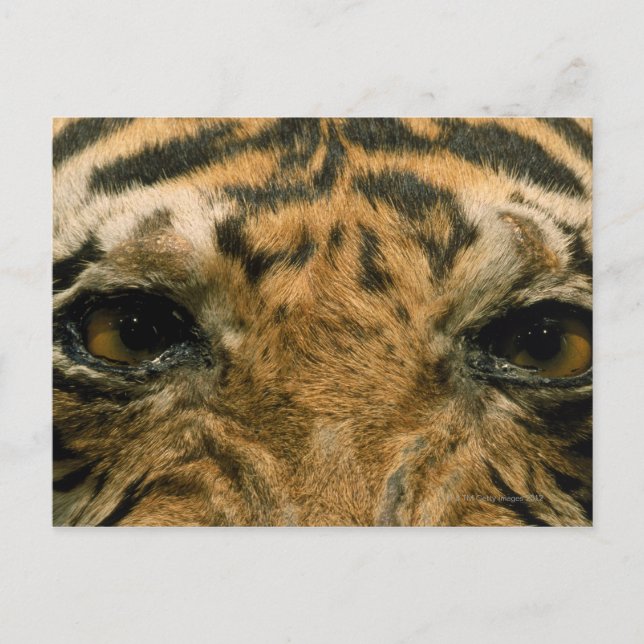 Tiger öga vykort (Framsida)