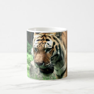 Tiger på den Bronx Zoomuggen Kaffemugg