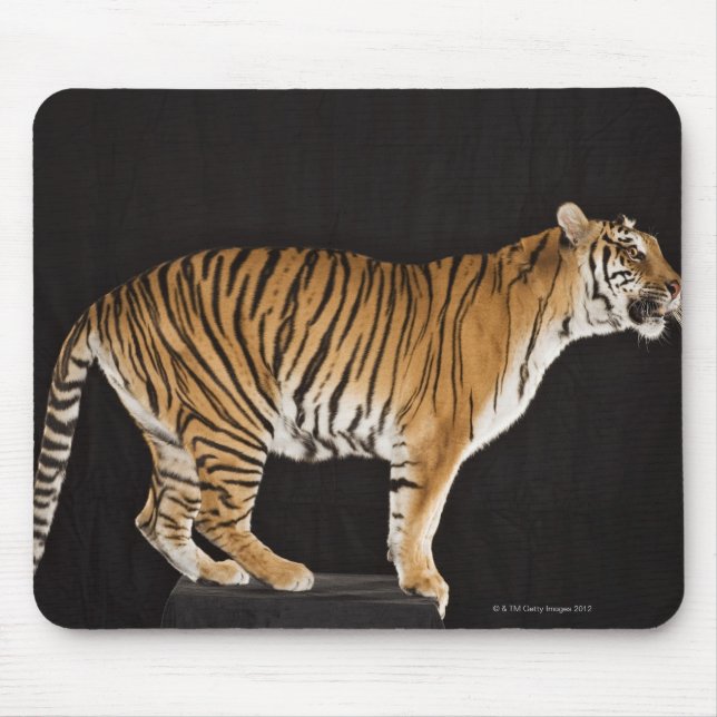 Tiger på plattformen musmatta (Framsidan)