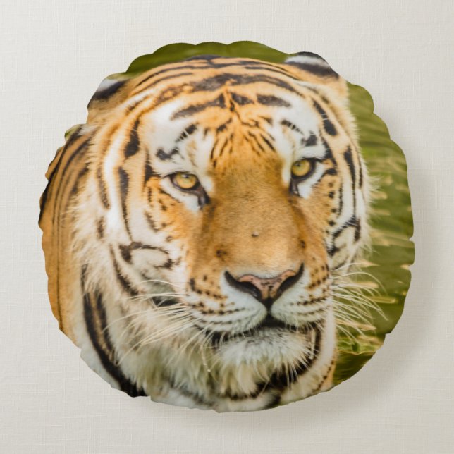 tiger på runda kuddar (Framsidan)