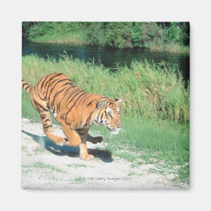 Tiger på vägen magnet