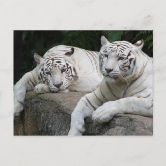 Tiger Pair Vykort