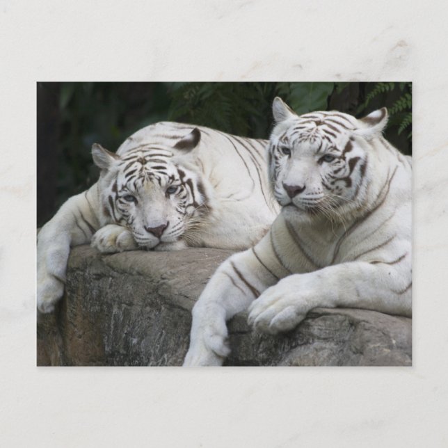 Tiger Pair Vykort (Framsida)