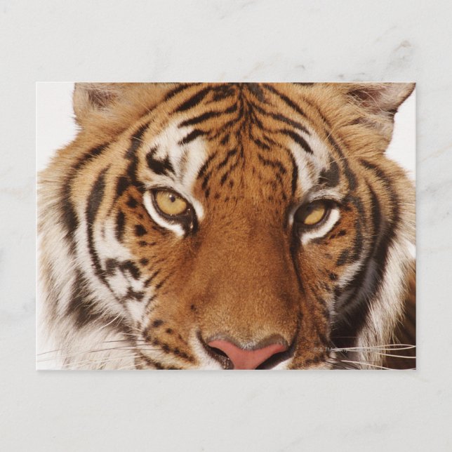 Tiger (Panthera tigris), närliggande Vykort (Framsida)