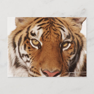 Tiger (Panthera tigris), närliggande Vykort