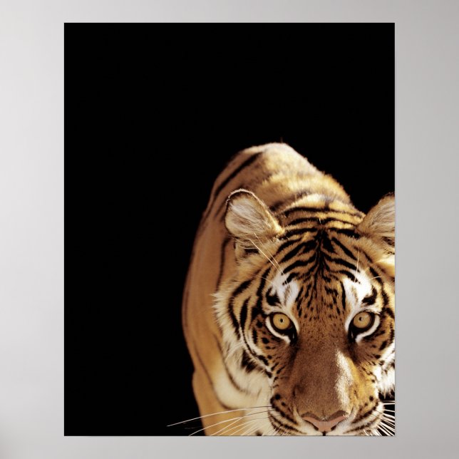 Tiger (Panthera tigris) Poster (Framsidan)