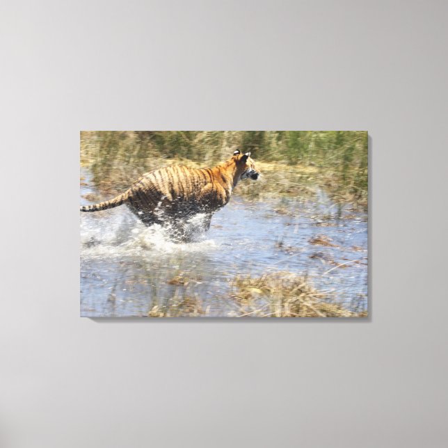 Tiger (Panthera tigris) som går genom vatten. Canvastryck (Framsida)