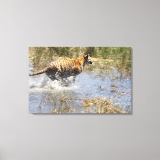 Tiger (Panthera tigris) som går genom vatten. Canvastryck