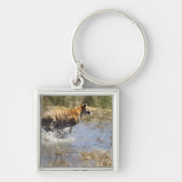 Tiger (Panthera tigris) som går genom vatten.