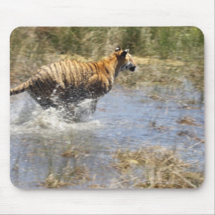 Tiger (Panthera tigris) som går genom vatten. Musmatta