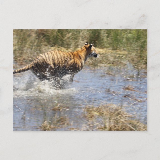 Tiger (Panthera tigris) som går genom vatten. Vykort (Framsida)