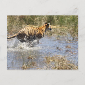 Tiger (Panthera tigris) som går genom vatten. Vykort
