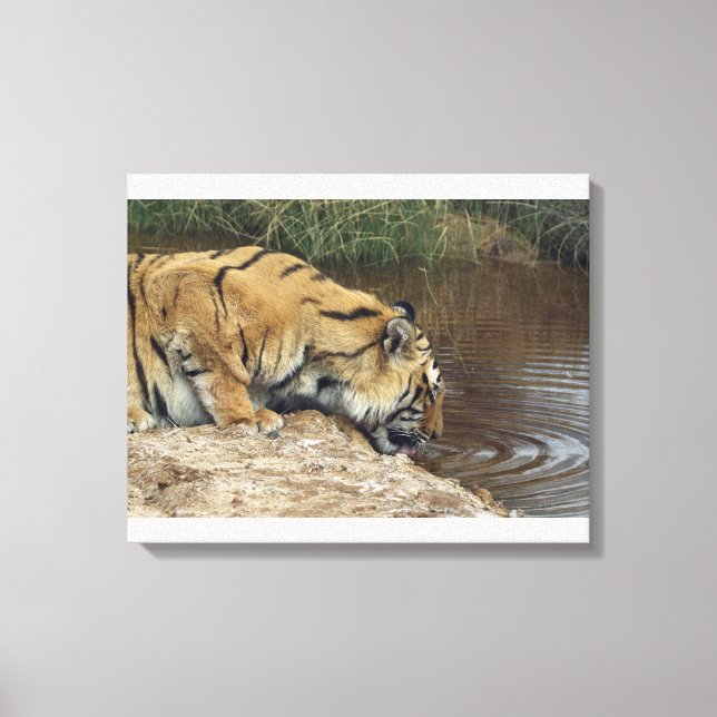 Tiger (Panthera tigris) som överlappar vatten uppå Canvastryck (Framsida)
