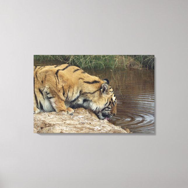 Tiger (Panthera tigris) som överlappar vatten uppå Canvastryck (Framsida)