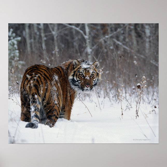 Tiger (Panthera tigris) som står i snö djupt Poster (Framsidan)