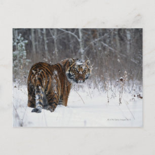 Tiger (Panthera tigris) som står i snö djupt Vykort