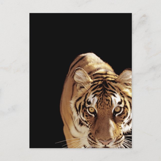Tiger (Panthera tigris) Vykort (Framsida)