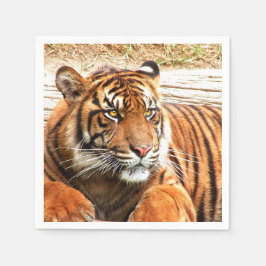 Tiger Pappersservett