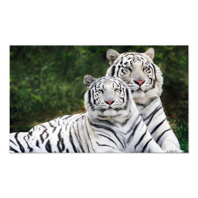 tiger par fototryck (Framsidan)