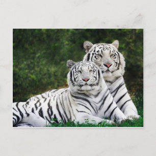 tiger par vykort