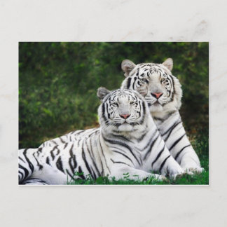 tiger par vykort
