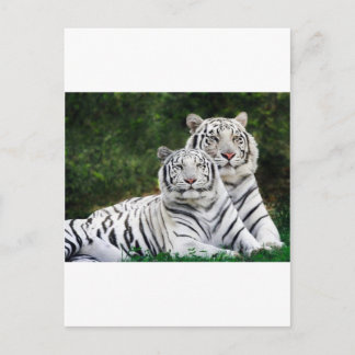 tiger par vykort