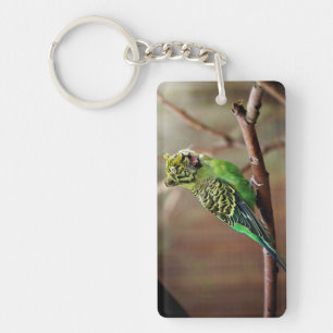 Tiger Parakeet