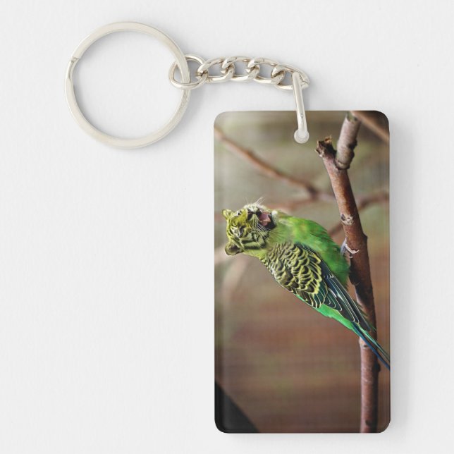 Tiger Parakeet (Framsidan)