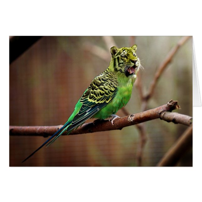 Tiger Parakeet Hälsningskort (Framsidan Horizontal)