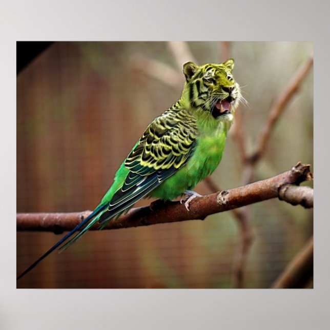 Tiger Parakeet Poster (Framsidan)