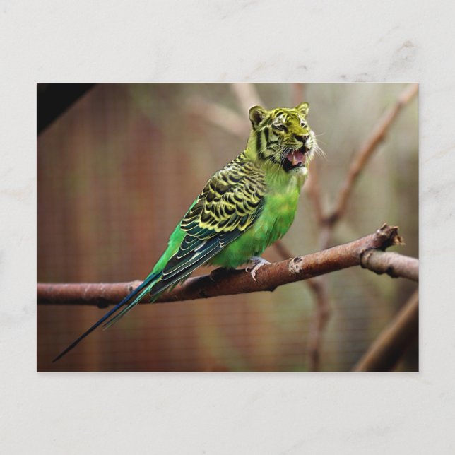 Tiger Parakeet Vykort (Framsida)