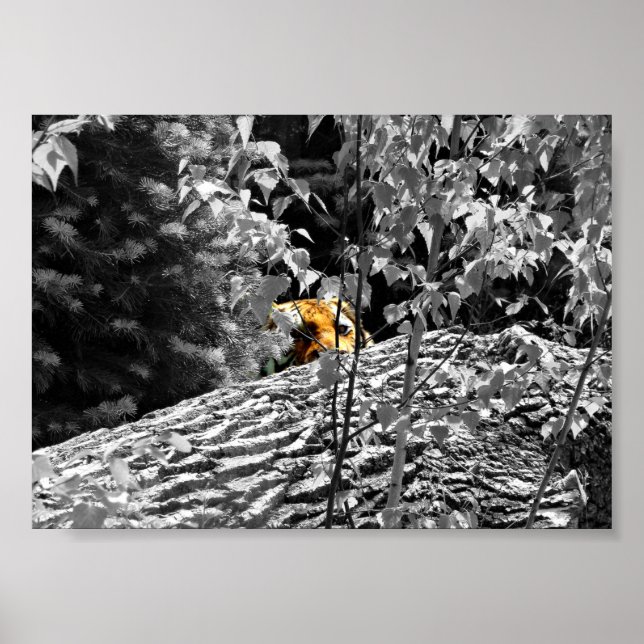 Tiger Peek-a-boo Affisch 18x13 cm (Framsidan)