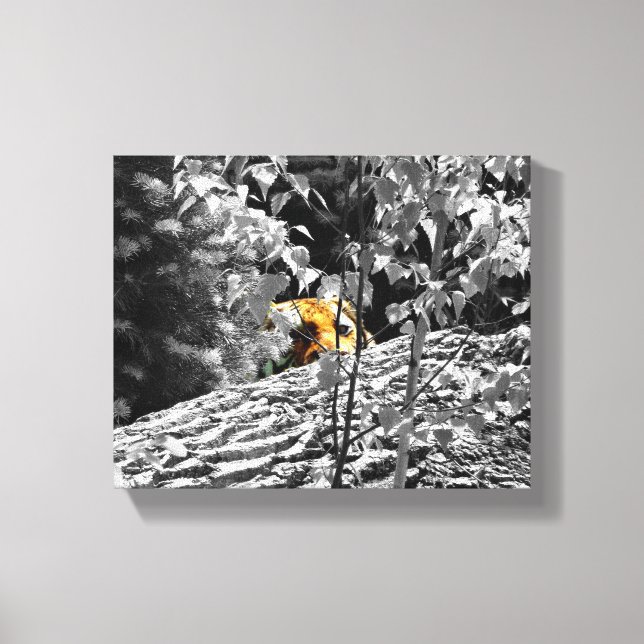 Tiger Peek-a-boo Canvas 10x8 (Framsida)